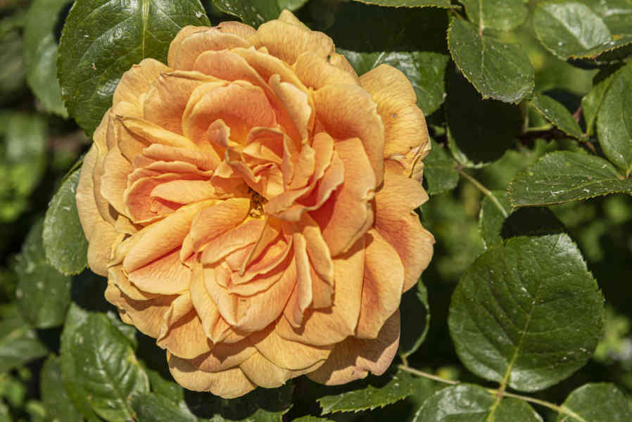 Rosa naranja - parque de Cervantes - Barcelona - Catalunya 3.jpg